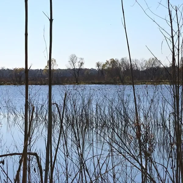 auctionsection-rural